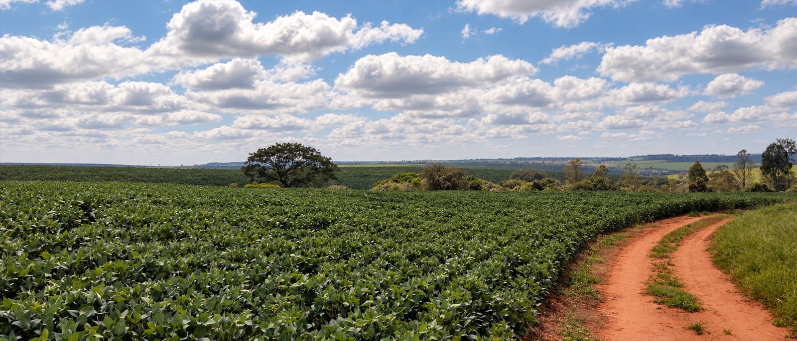 Camino de tierra roja en curva junto a un área de cultivo, con un árbol solitario en el horizonte y cielo con nubes