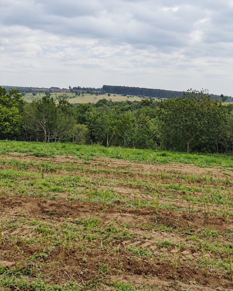 Área de cultivo con hileras recientes y una franja de monte al fondo, bajo cielo nublado