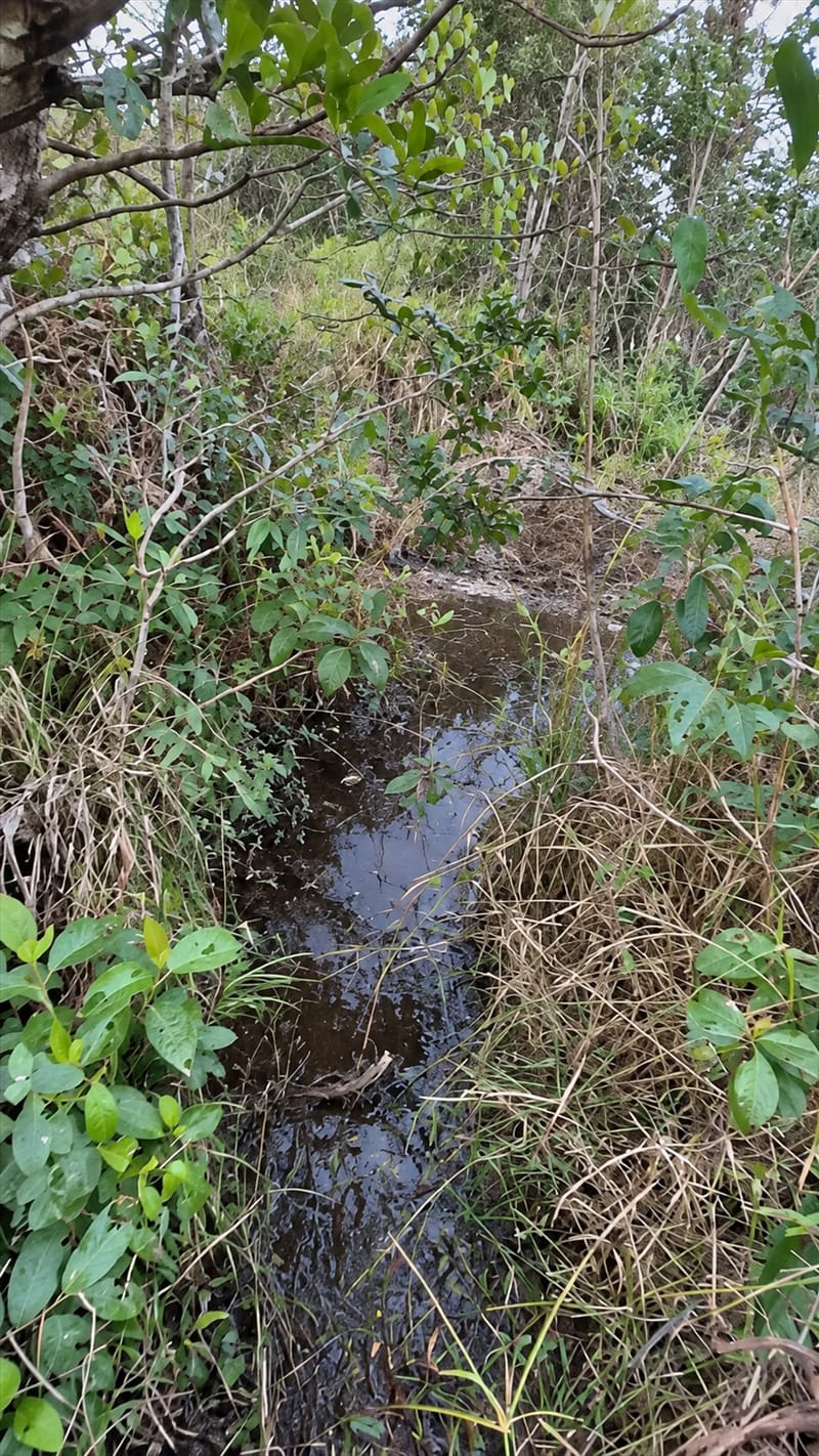 Pequeño curso de agua de naciente entre la vegetación